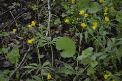 Ranunculus cassubicus
