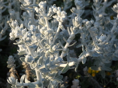 Achillea maritima maritima