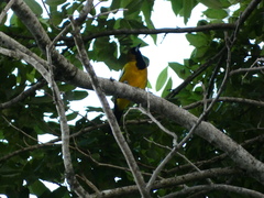 Icterus leucopteryx