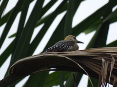 Melanerpes hoffmannii