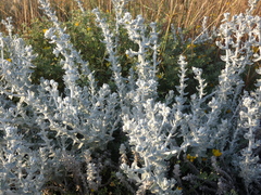 Achillea maritima maritima