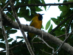 Icterus leucopteryx