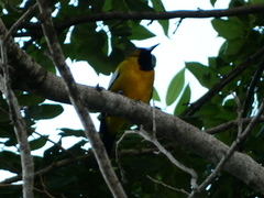 Icterus leucopteryx