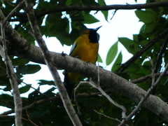 Icterus leucopteryx