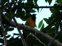 Icterus leucopteryx