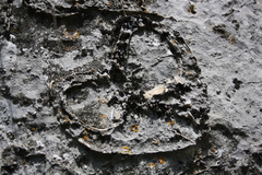 Conchodon infraliasicus