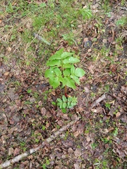 Angelica archangelica