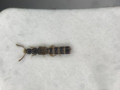 Alevonota gracilenta