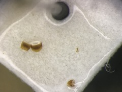 Alevonota gracilenta