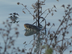 Natrix helvetica sicula
