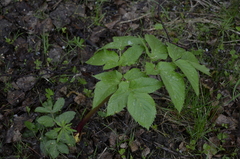 Angelica archangelica