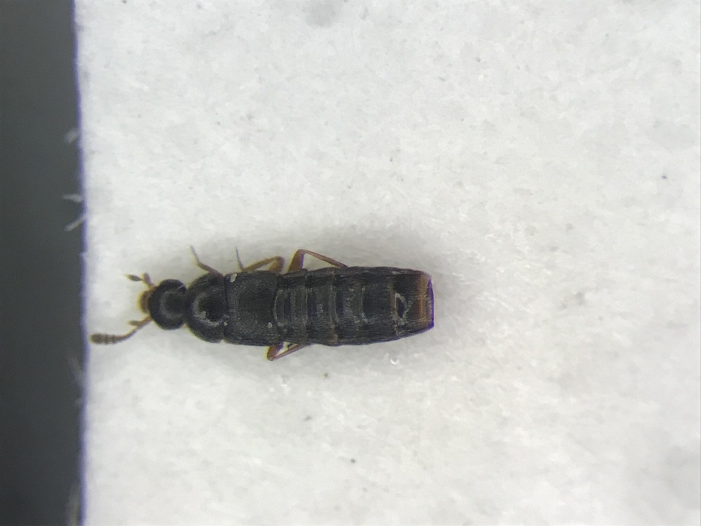 Rove beetle