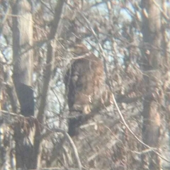 Parabuteo unicinctus