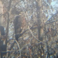 Parabuteo unicinctus