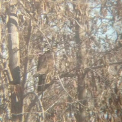 Parabuteo unicinctus