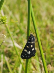 Phalaenoides tristifica