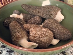 Morchella importuna