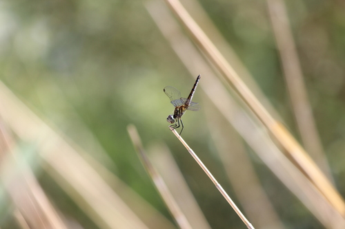Blue Dasher photographed in Nevada
