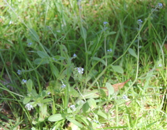 Myosotis discolor
