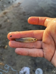 Fundulus similis