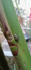 Astylus atromaculatus