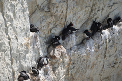 Leucocarbo magellanicus