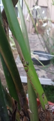 Astylus atromaculatus