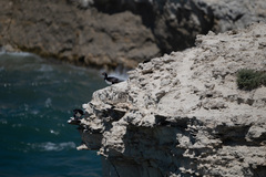 Leucocarbo magellanicus