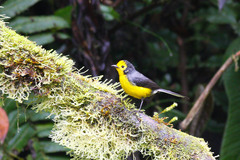 Myioborus ornatus