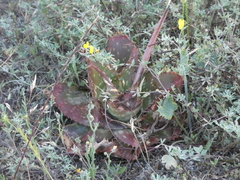 Aloe maculata