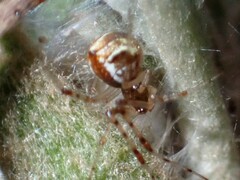 Theridion pyramidale