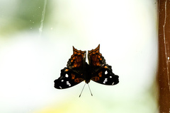 Hypanartia