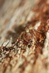 Anyphaena accentuata