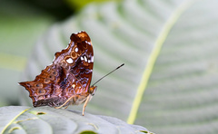 Hypanartia