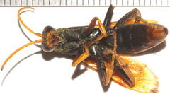 Cryptocheilus