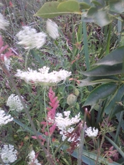 Daucus carota