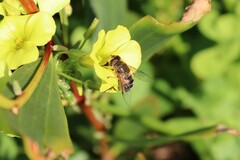 Eristalis similis