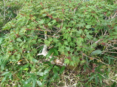 Acer tschonoskii