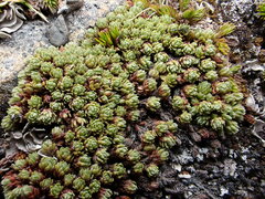Kelleria croizatii