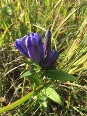 Gentiana × billingtonii