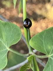Chilocorus stigma