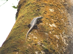 Dasia olivacea