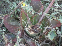 Aloe maculata