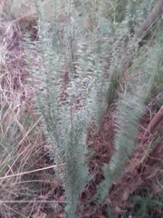 Baccharis coridifolia