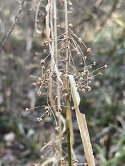 Rhynchospora miliacea