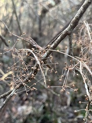 Rhynchospora miliacea