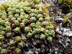 Kelleria croizatii