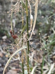 Rhynchospora miliacea