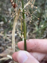 Rhynchospora miliacea