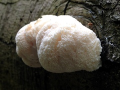 Hericium erinaceus
